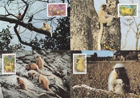 Golden Langur Bhutan Monkey 4x WWF First Day Cover Stamp Postcard s: Manuscript / Paper ...