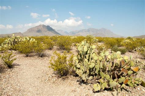 Chihuahuan Desert - A-Z Animals