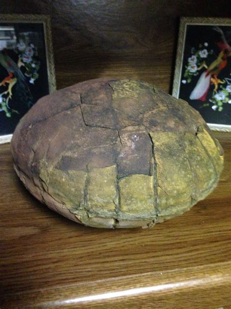 clam fossil or rock? - Fossil ID - The Fossil Forum