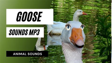 goose sounds mp3 - goose sounds | free sound effects | animal sounds - YouTube