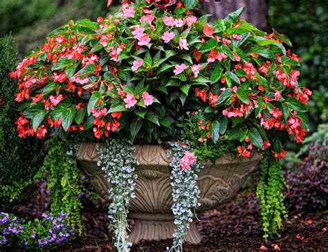 Ingredients: Dragon Wing Begonias, New Guinea Impatiens, ‘Silver Falls’ Dichondra, Creeping ...