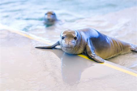 Hawaiian Monk Seal Conservation | The Marine Mammal Center