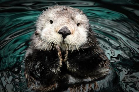 Gigantic prehistoric otter discovered in Ethiopia - TrendRadars