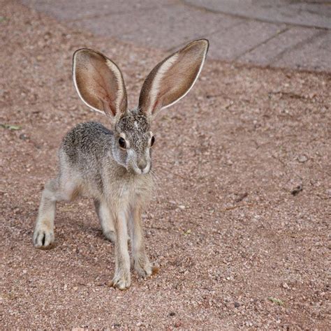 🔥 Black-tailed jackrabbit : r/NatureIsFuckingLit