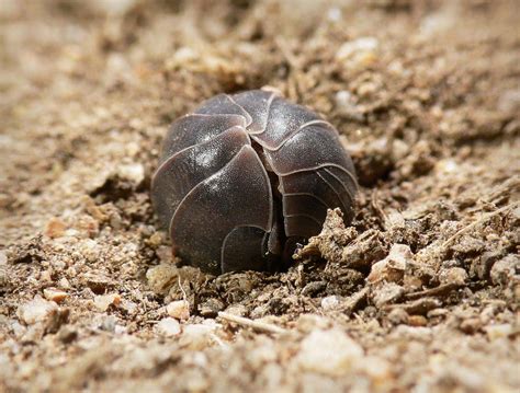 Woodlouse | The Life of Animals