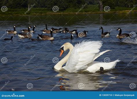 White Swan and a Flock of Canada Goose Stock Photo - Image of wildlife ...