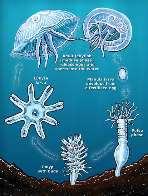 Life Cycle Of A Jellyfish Illustration Of A Life Cycle Of A Jellyfish ...