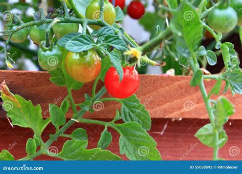 Organic Cherry Tomatoes on the Vine Stock Photo - Image of seasonal ...