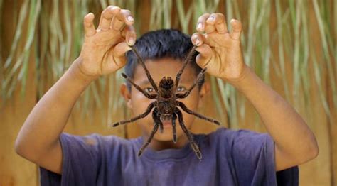 World's Biggest Spider Weighs As Much As A Newborn Puppy | Big spiders, Worlds biggest spider ...