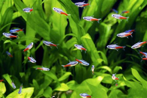 Neon Tetra Care: Expert Guide For Aquarists | Fishkeeping World