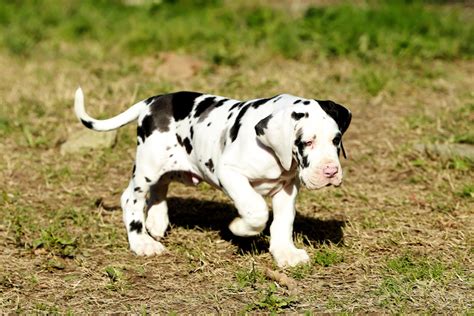 How to Train a Great Dane Puppy: Milestones & Timeline