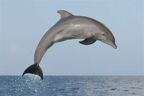 9 Fun Things for Kids to Do on Tybee Island | Dolphin images, Dolphin photos, Dolphins animal