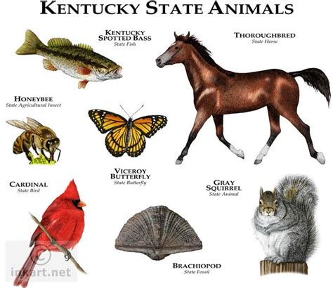 State Animals of Kentucky Line Art and Full Color Illustrations ...