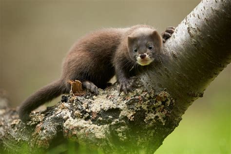 European Mink: Critically Endangered - My Animals