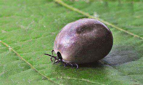 Garrapatas, ¿un riesgo para la salud? | Ciencia y Biología