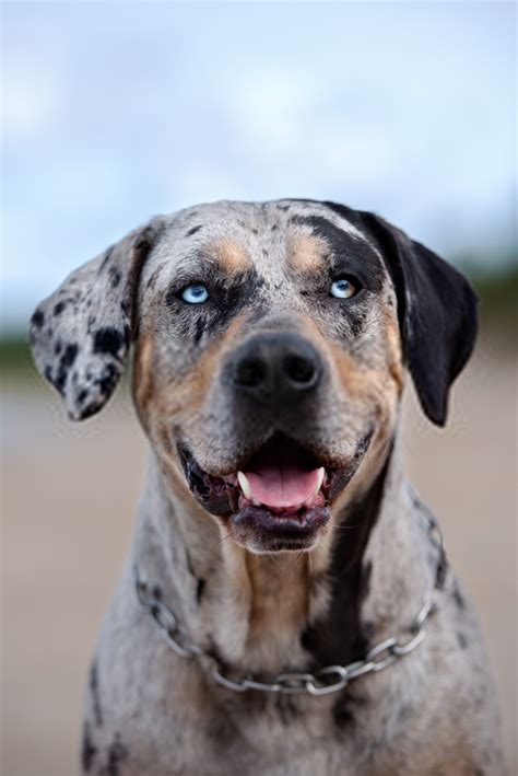 58 Top Images Crate Training Catahoula / Catahoula Leopard Dog Mix ...