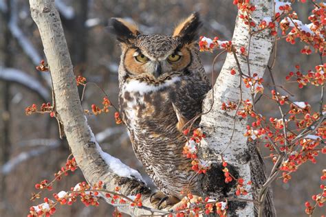 Wild Profile: meet the great horned owl - Cottage Life