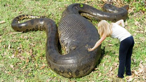 7 Jaw Dropping Facts About the Biggest Anaconda on Record – Page 2 – yourfunniest