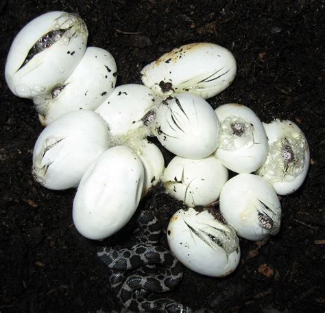 Snakes Hatching Free Stock Photo - Public Domain Pictures