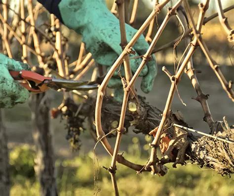 Pruning Grape Vines | Growing Guides | Daltons