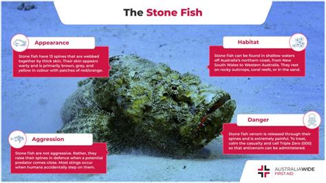 The Stone Fish | Deadly Marine Life