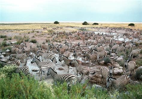 Zebra Herd Photograph by Tony Camacho/science Photo Library