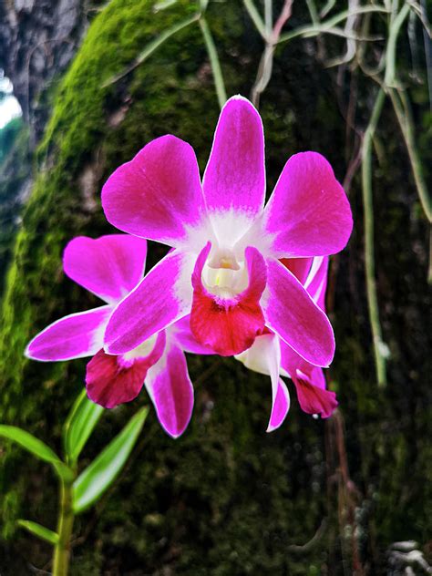 The Cooktown Orchid #1 Photograph by Aydin Gulec - Pixels