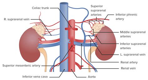 Adrenal Vein Anatomy