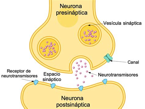 Que Es La Sinapsis Neuronal Y Tipos De Sinapsis Anatomia Y Fisiologia ...