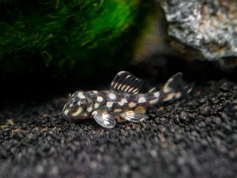 L471 White Spotted Dwarf Hypancistrus AKA Mini Snowball Pleco ...