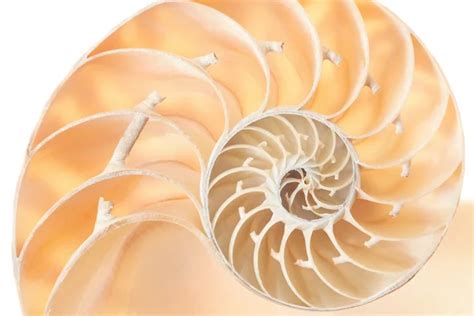 nautilus shell symmetry Fibonacci half cross section spiral golden ratio structure growth close ...