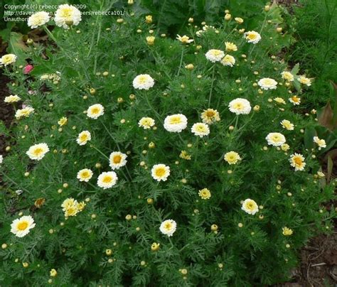 PlantFiles Pictures: Glebionis, Crown Daisy, Edible Chrysanthemum, Garland Chrysanthemum ...