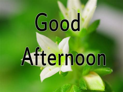 Download Good Afternoon Nature Flowers Picture | Wallpapers.com