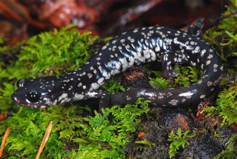 Southeastern Slimy Salamander (Plethodon grobmani) | Salamander, Slimy, Animals of the world