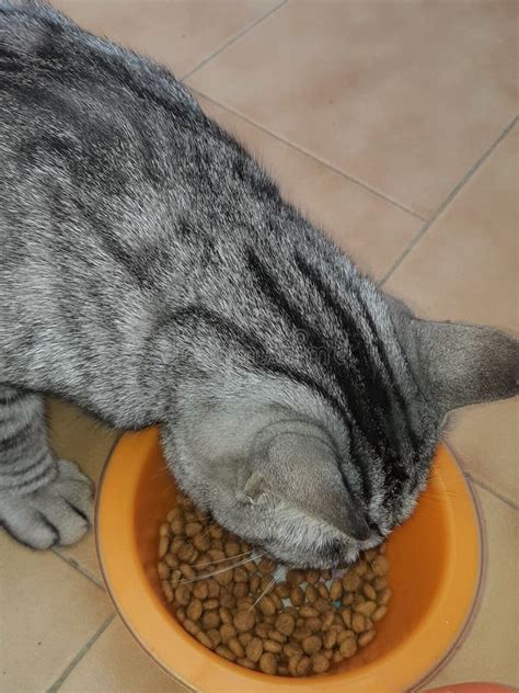 Cute Cat Eating in His Bowl Stock Image - Image of striped, advertising ...