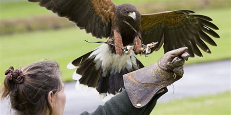 Experiencing Falconry at Ashford Castle | Ashford castle, Castle, Falconry