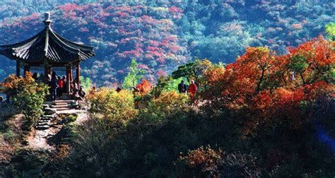 The Red Leaves of Beijing Fragrant Hills Park