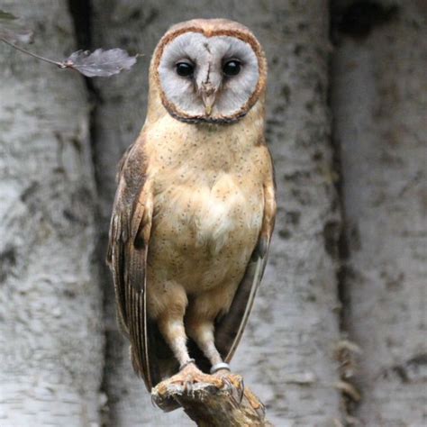 Ashy-faced #owl in #HAITI . They're quite similar to darker types of Barn Owls. #WILDLIFE #BIRD ...