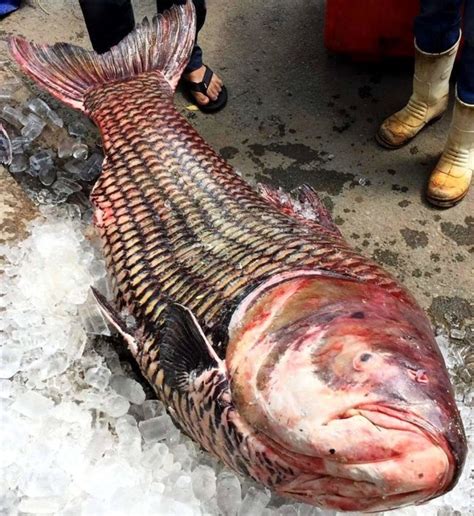 Cambodian sells a giant barb to Saigon restaurant