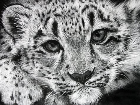 Snow Leopard - Population 4,080-6,590 Drawing by Sharlena Wood www.sharlenawood.com | Endangered ...