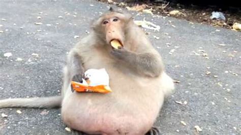 'Uncle Fatty' the obese monkey has completed his weight-loss camp - BBC ...