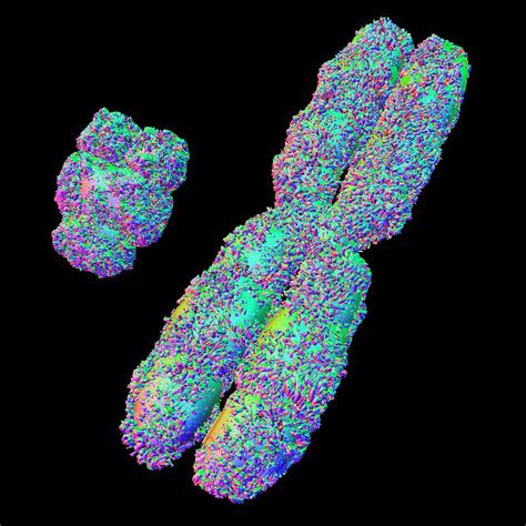 X And Y Chromosome Photograph by Alfred Pasieka