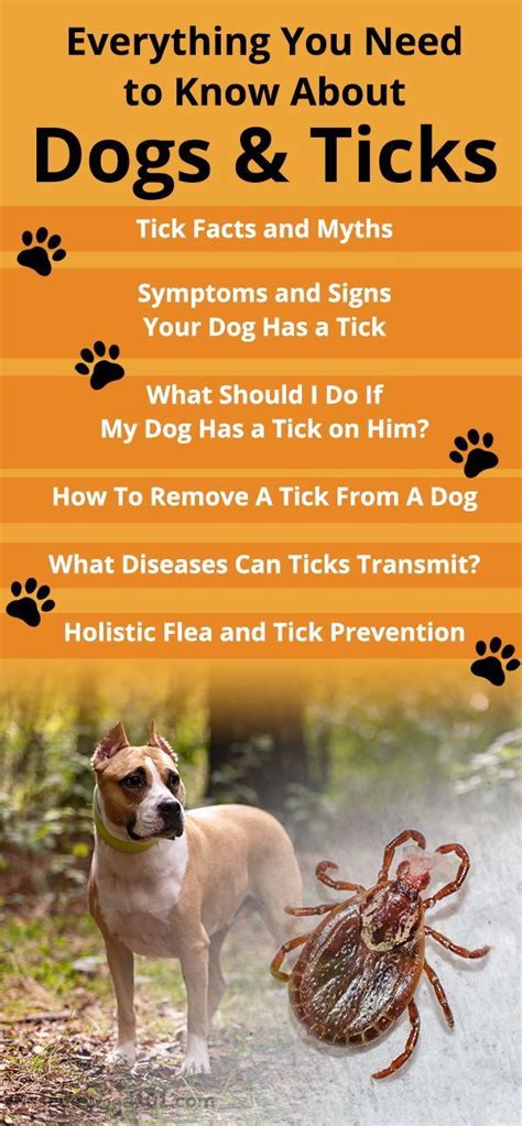 Everything You Need to Know About Dogs and Ticks. | Ticks on dogs, Dog ...