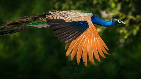 Download Bird Indian Peacock Animal Peacock HD Wallpaper