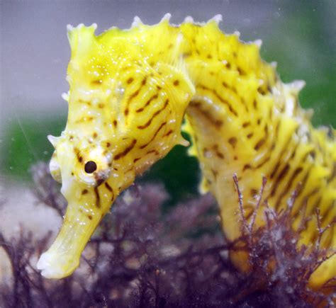 Science Visualized • SEAHORSE HEADS ARE PERFECTLY SHAPED TO KILL The...