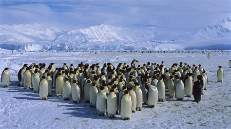 Group of penguins, birds, snow, penguins, Antarctica HD wallpaper | Wallpaper Flare