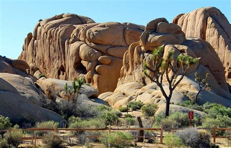 6 Best Campgrounds in Joshua Tree National Park & Camping Details ...