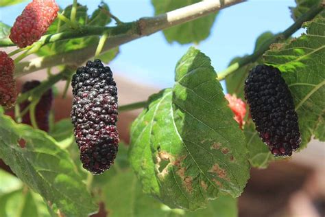 26 Different Types of Mulberry Trees - ProGardenTips