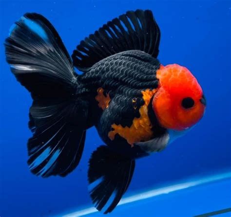 oranda goldfish care | Oranda goldfish, Goldfish breeding, Pet goldfish