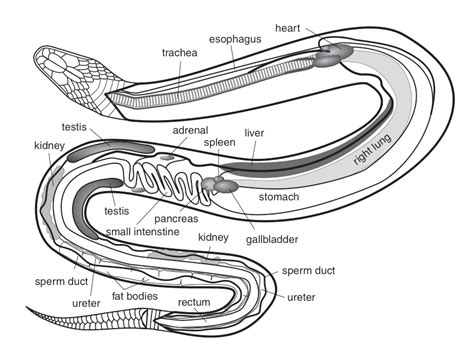 All About Living Things: Life Processes of Animals: Animals Excrete and Defecate